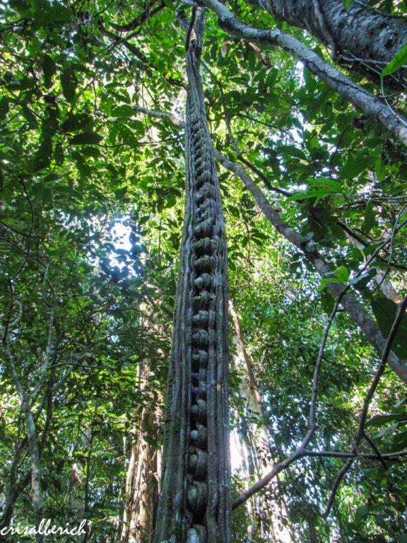 escalera del mono parque nacional madidi