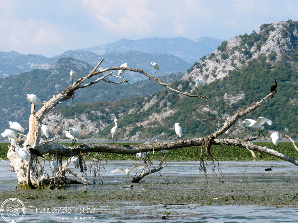 lago skadar montenegro