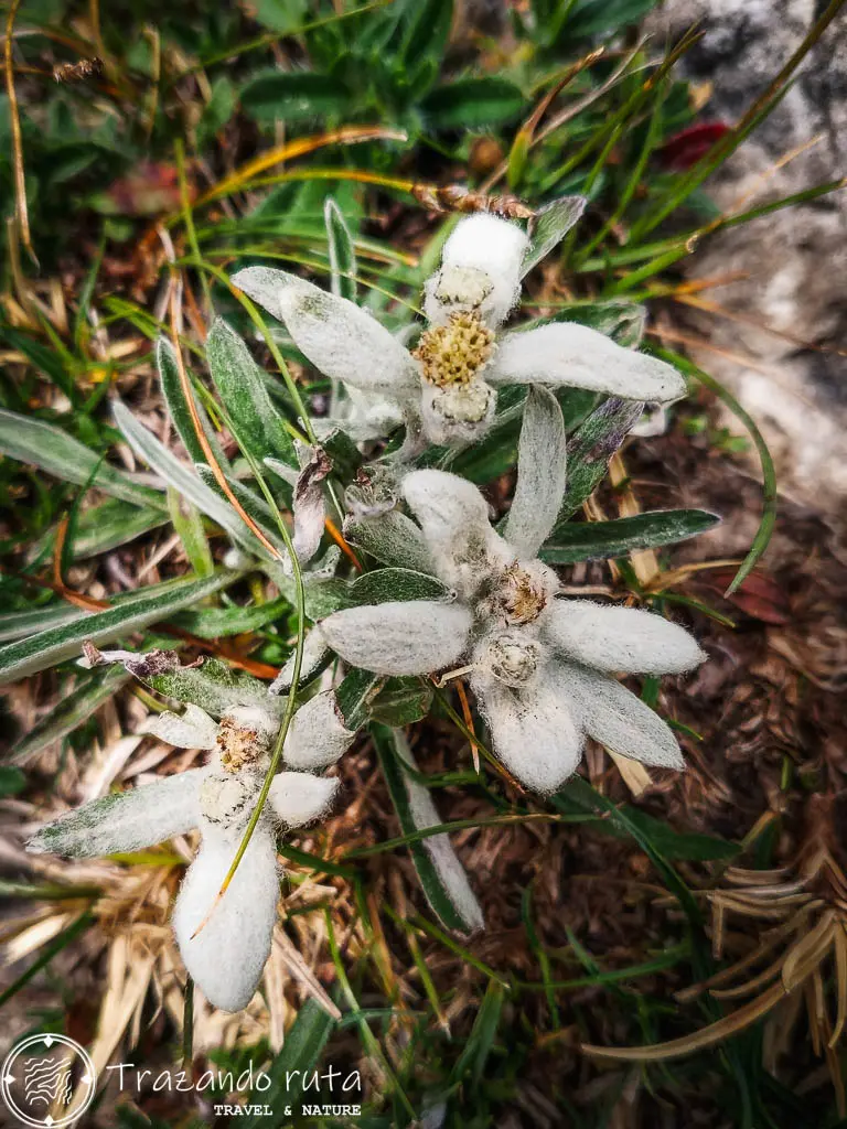 flor de las nieves alpes