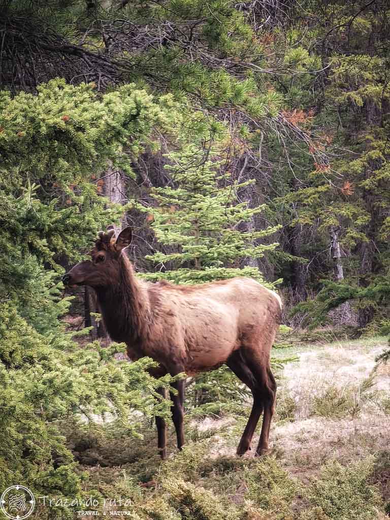 fauna banff, elk