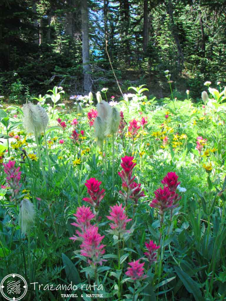 flores alpinas kootenay