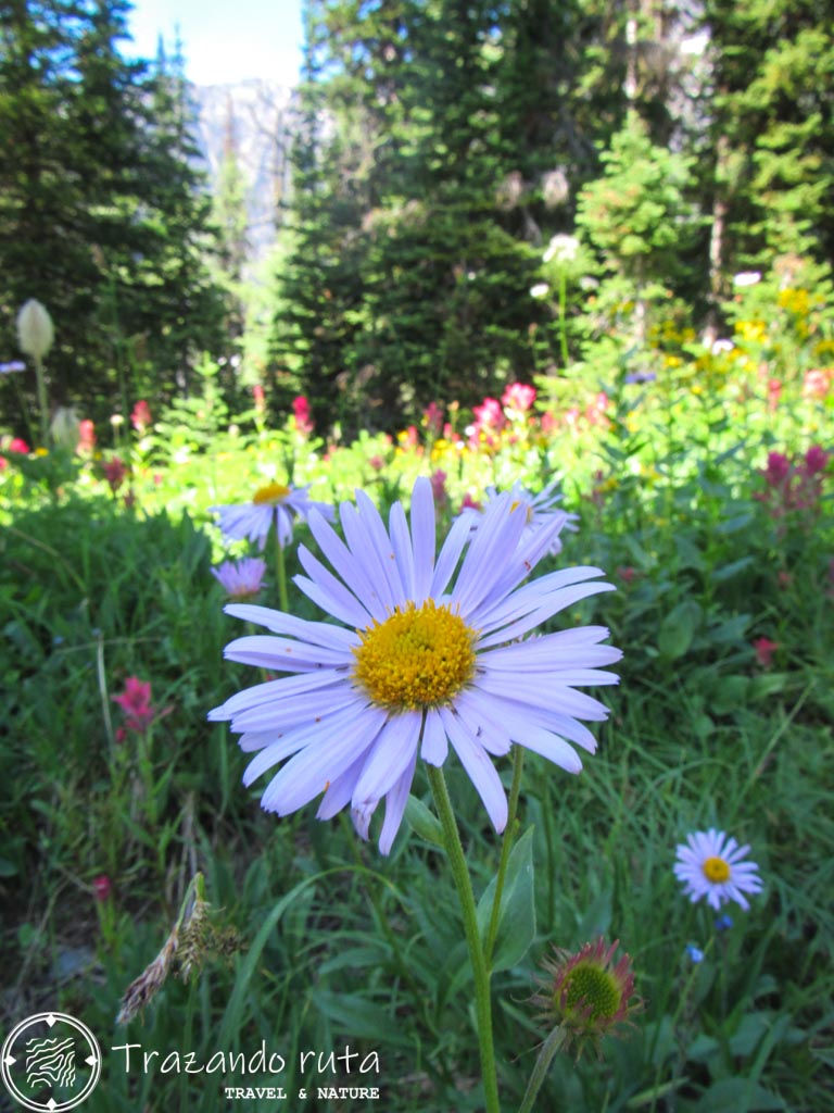 flores alpinas parque nacional kootenay